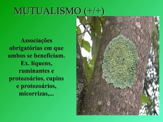 MUTUALISMO (+/+)MUTUALISMO (+/+)
Associações 
obrigatórias em que 
ambos se beneficiam. 
Ex. líquens, 
ruminantes e 
protozoários, cupins 
e protozoários, 
micorrizas,...
 