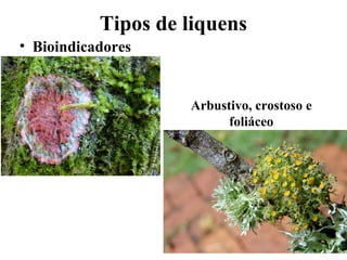 Tipos de liquens
• Bioindicadores
Arbustivo, crostoso e
foliáceo
 