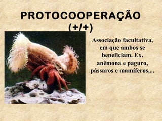 PROTOCOOPERAÇÃO
(+/+)
Associação facultativa,
em que ambos se
beneficiam. Ex.
anêmona e paguro,
pássaros e mamíferos,...
 