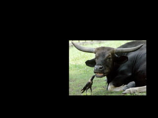 COMENSALISMO (+/0)
• Associação em que
um deles,
denominado
comensal (+),
aproveita restos do
alimento ingerido
pelo outro sem
prejudicá-lo (0).
Ex. Tubarão e
peixe-piloto, leões e
hienas, urubus e
onças,...
 