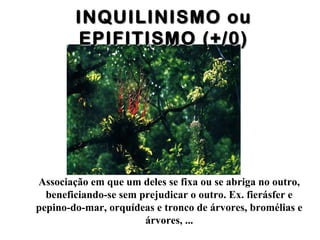 INQUILINISMO ouINQUILINISMO ou
EPIFITISMO (+/0)EPIFITISMO (+/0)
Associação em que um deles se fixa ou se abriga no outro,
beneficiando-se sem prejudicar o outro. Ex. fierásfer e
pepino-do-mar, orquídeas e tronco de árvores, bromélias e
árvores, ...
 