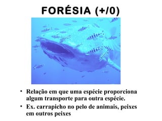 FORÉSIA (+/0)
• Relação em que uma espécie proporciona
algum transporte para outra espécie.
• Ex. carrapicho no pelo de animais, peixes
em outros peixes
 