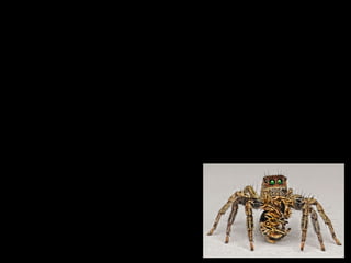 CANIBALISMO (+/-)
• Relação em que um indivíduo mata
outro da mesma espécie para se
alimentar. Ex. alguns insetos e
aracnídeos, peixes, roedores...
• Na espécie humana, quando existe,
recebe o nome de antropofagia.
 