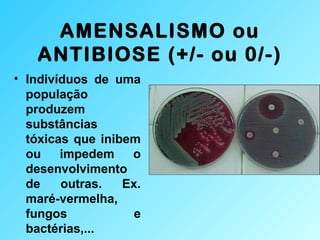 AMENSALISMO ou
ANTIBIOSE (+/- ou 0/-)
• Indivíduos de uma
população
produzem
substâncias
tóxicas que inibem
ou impedem o
desenvolvimento
de outras. Ex.
maré-vermelha,
fungos e
bactérias,...
 