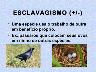 ESCLAVAGISMO (+/-)
• Uma espécie usa o trabalho de outra
em benefício próprio.
• Ex.:pássaros que colocam seus ovos
em ninho de outras espécies.
 