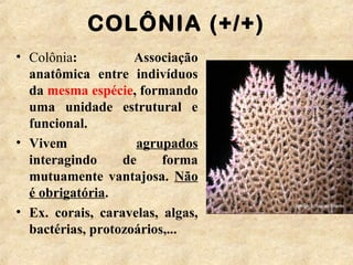 COLÔNIA (+/+)
• Colônia: Associação
anatômica entre indivíduos
da mesma espécie, formando
uma unidade estrutural e
funcional.
• Vivem agrupados
interagindo de forma
mutuamente vantajosa. Não
é obrigatória.
• Ex. corais, caravelas, algas,
bactérias, protozoários,...
 