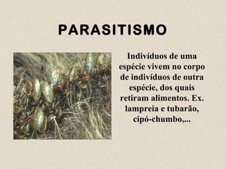 PARASITISMO
Indivíduos de uma
espécie vivem no corpo
de indivíduos de outra
espécie, dos quais
retiram alimentos. Ex.
lampreia e tubarão,
cipó-chumbo,...
 
