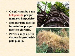 • O cipó-chumbo é um
holoparasita porque
mata seu hospedeiro.
• Este parasita não faz
fotossíntese porque
não tem clorofila.
• Por isso suga a seiva
elaborada produzida
pela planta.
 