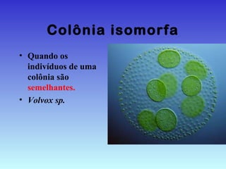 Colônia isomorfa
• Quando os
indivíduos de uma
colônia são
semelhantes.
• Volvox sp.
 