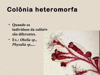 Colônia heteromorfa
• Quando os
indivíduos da colônia
são diferentes.
• Ex.: Obelia sp.,
Physalia sp.,...
 