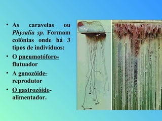 • As caravelas ou
Physalia sp. Formam
colônias onde há 3
tipos de indivíduos:
• O pneumotóforo-
flutuador
• A gonozóide-
reprodutor
• O gastrozóide-
alimentador.
 