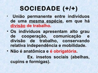 SOCIEDADE (+/+)
• União permanente entre indivíduos
de uma mesma espécie, em que há
divisão de trabalho.
• Os indivíduos apresentam alto grau
de cooperação, comunicação e
divisão de trabalho, conservando
relativa independência e mobilidade.
• Não é anatômica e é obrigatória.
Ex. insetos sociais (abelhas,
cupins e formigas).
 