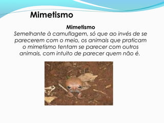 Mimetismo
Semelhante à camuflagem, só que ao invés de se
parecerem com o meio, os animais que praticam
o mimetismo tentam se parecer com outros
animais, com intuito de parecer quem não é.
Mimetismo
 