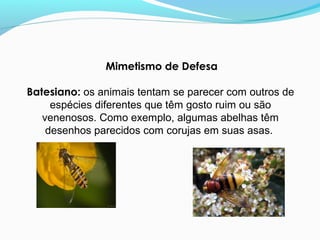 Mimetismo de Defesa
Batesiano: os animais tentam se parecer com outros de
espécies diferentes que têm gosto ruim ou são
venenosos. Como exemplo, algumas abelhas têm
desenhos parecidos com corujas em suas asas.
 