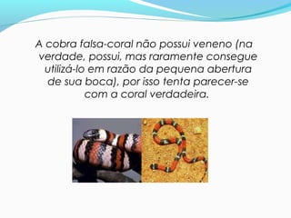 A cobra falsa-coral não possui veneno (na
verdade, possui, mas raramente consegue
utilizá-lo em razão da pequena abertura
de sua boca), por isso tenta parecer-se
com a coral verdadeira.
 