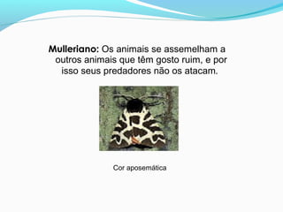 Mulleriano: Os animais se assemelham a
outros animais que têm gosto ruim, e por
isso seus predadores não os atacam.
Cor aposemática
 