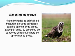 Mimetismo de ataque
Peckhaminano: os animais se
misturam a outros parecidos,
para se aproximar da presa.
Exemplo: bútio, se aproxima do
bando de outras aves para se
aproximar da presa.
 
