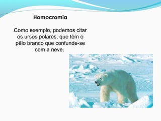 Homocromia
Como exemplo, podemos citar
os ursos polares, que têm o
pêlo branco que confunde-se
com a neve.
 
