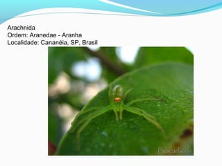 Arachnida
Ordem: Aranedae - Aranha
Localidade: Cananéia, SP, Brasil
 