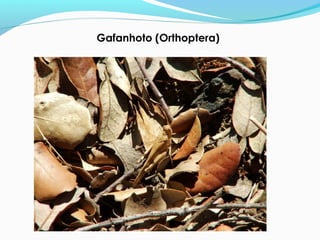 Gafanhoto (Orthoptera)
 