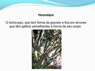 Homotipia
O bicho-pau, que tem forma de graveto e fica em árvores
que têm galhos semelhantes à forma de seu corpo.
 