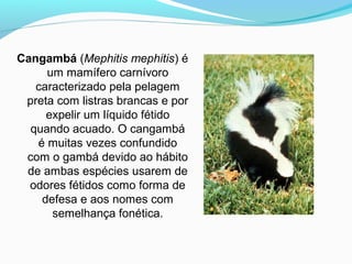 Cangambá (Mephitis mephitis) é
um mamífero carnívoro
caracterizado pela pelagem
preta com listras brancas e por
expelir um líquido fétido
quando acuado. O cangambá
é muitas vezes confundido
com o gambá devido ao hábito
de ambas espécies usarem de
odores fétidos como forma de
defesa e aos nomes com
semelhança fonética.
 