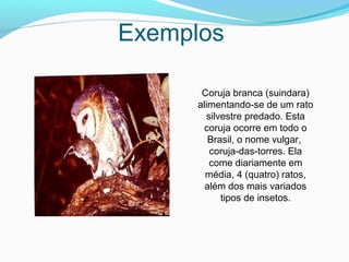 Exemplos
Coruja branca (suindara)
alimentando-se de um rato
silvestre predado. Esta
coruja ocorre em todo o
Brasil, o nome vulgar,
coruja-das-torres. Ela
come diariamente em
média, 4 (quatro) ratos,
além dos mais variados
tipos de insetos.
 