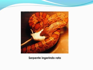 Serpente ingerindo rato
 