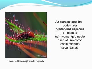 As plantas também
podem ser
predadoras,espécies
de plantas
carnívoras, que neste
caso atuam como
consumidoras
secundárias.
Larva de Besouro já sendo digerida
 