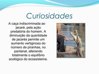 Curiosidades
A caça indiscriminada ao
jacaré, pela ação
predatória do homem. A
diminuição da quantidade
de jacarés permite um
aumento vertiginoso do
número de piranhas, no
pantanal, alterando
totalmente o equilíbrio
ecológico do ecossistema.
 