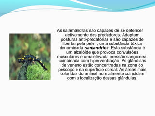 As salamandras são capazes de se defender
activamente dos predadores. Adaptam
posturas anti-predatórias e são capazes de
libertar pela pele , uma substância tóxica
denominada samandrina. Esta substância é
um alcalóide que provoca convulsões
musculares e uma elevada pressão sanguínea,
combinada com hiperventilação. As glândulas
de veneno estão concentradas na zona do
pescoço e na superfície dorsal. As áreas mais
coloridas do animal normalmente coincidem
com a localização dessas glândulas.
 