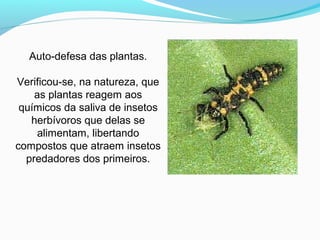 Auto-defesa das plantas.
Verificou-se, na natureza, que
as plantas reagem aos
químicos da saliva de insetos
herbívoros que delas se
alimentam, libertando
compostos que atraem insetos
predadores dos primeiros.
 