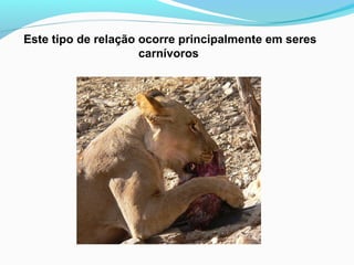 Este tipo de relação ocorre principalmente em seres
carnívoros
 
