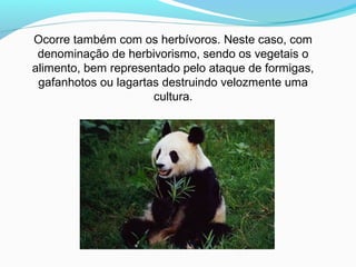 Ocorre também com os herbívoros. Neste caso, com
denominação de herbivorismo, sendo os vegetais o
alimento, bem representado pelo ataque de formigas,
gafanhotos ou lagartas destruindo velozmente uma
cultura.
 