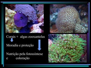 Corais + algas zooxantelas
Moradia e proteção
Nutrição pela fotossíntese
e coloração
 