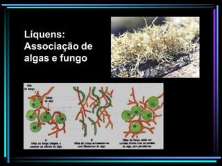 Líquens:
Associação de
algas e fungo
 