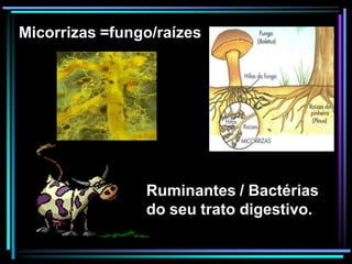 Ruminantes / Bactérias
do seu trato digestivo.
Micorrizas =fungo/raízes
 