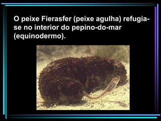 O peixe Fierasfer (peixe agulha) refugia-
se no interior do pepino-do-mar
(equinodermo).
 