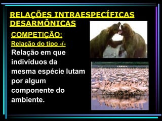 RELAÇÕES INTRAESPECÍFICAS
DESARMÔNICAS
COMPETIÇÃO:
Relação do tipo -/-
Relação em que
indivíduos da
mesma espécie lutam
por algum
componente do
ambiente.
 
