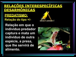 PREDATISMO:
Relação do tipo +/-
Relação em que o
indivíduo predador
captura e mata um
indivíduo de outra
espécie, a presa,
que lhe servirá de
alimento.
RELAÇÕES INTERESPECÍFICAS
DESARMÔNICAS
 