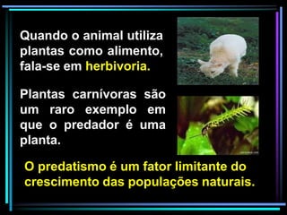 Quando o animal utiliza
plantas como alimento,
fala-se em herbivoria.
Plantas carnívoras são
um raro exemplo em
que o predador é uma
planta.
O predatismo é um fator limitante do
crescimento das populações naturais.
 