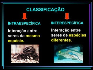 INTERESPECÍFICA
Interação entre
seres de espécies
diferentes.
CLASSIFICAÇÃO
INTRAESPECÍFICA
Interação entre
seres da mesma
espécie.
 