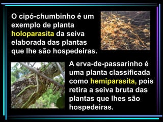 O cipó-chumbinho é um
exemplo de planta
holoparasita da seiva
elaborada das plantas
que lhe são hospedeiras.
A erva-de-passarinho é
uma planta classificada
como hemiparasita, pois
retira a seiva bruta das
plantas que lhes são
hospedeiras.
 
