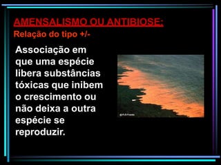 AMENSALISMO OU ANTIBIOSE:
Relação do tipo +/-
Associação em
que uma espécie
libera substâncias
tóxicas que inibem
o crescimento ou
não deixa a outra
espécie se
reproduzir.
 