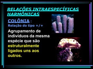 RELAÇÕES INTRAESPECÍFICAS
HARMÔNICAS
COLÔNIA :
Relação do tipo +/+
Agrupamento de
indivíduos da mesma
espécie que são
estruturalmente
ligados uns aos
outros.
 
