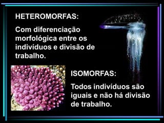 HETEROMORFAS:
Com diferenciação
morfológica entre os
indivíduos e divisão de
trabalho.
ISOMORFAS:
Todos indivíduos são
iguais e não há divisão
de trabalho.
 