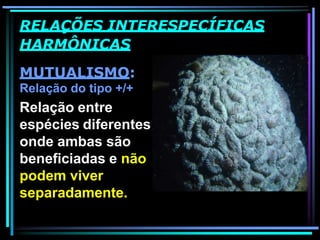 RELAÇÕES INTERESPECÍFICAS
HARMÔNICAS
MUTUALISMO:
Relação do tipo +/+
Relação entre
espécies diferentes
onde ambas são
beneficiadas e não
podem viver
separadamente.
 