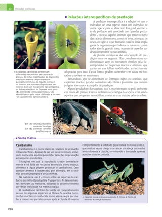 13     Relações ecológicas


                                                                 Relações interespecíficas de predação
                                                                                       A predação interespecífica é a relação em que o
             A                                   B
                                                                                    indivíduo de uma espécie mata um indivíduo de
                                                                                    outra espécie para se alimentar. Em geral, o concei-
                                                                                    to de predação está associado aos “grandes preda-
                                                                                    dores”, ou seja, aqueles animais que estão no topo
                                                                                    das cadeias alimentares, como os leões, as onças, os
                                                                                    ursos, os tigres e o ser humano. Mas há uma ampla
                                                                                    gama de organismos predadores na natureza, e nem
                                                                                    todos são de grande porte, ocupam o topo das ca-
                                                                                    deias alimentares ou são animais.
                                                                                       As plantas carnívoras são um exemplo de pre-
                                                                                    dação entre os vegetais. Elas complementam sua
                                                                                    alimentação com os nutrientes obtidos pela de-
                                                                                    composição de pequenos insetos e animais, que
                                                                                    capturam em folhas modificadas, especialmente
               A
                s plantas carnívoras apresentam               adaptadas para isso. Dessa forma, podem sobreviver em solos enchar-
           




               diferentes mecanismos de captura de
               presas. As folhas modificadas da Nephentes
                                                               cados e pobres em nutrientes.
               madagascanensis (A) permanecem                    Tamanduás, que se alimentam de formigas; sapos ou aranhas, que
               parcialmente cheias de líquido e atraem         capturam insetos; gaviões comedores de cobras e joaninhas que comem
               os insetos, que morrem afogados em seu
               interior. Com um mecanismo tipo armadilha,
                                                               pulgões são outros exemplos de predação.
               as folhas adaptadas da Dionaea muscipula          Alguns predadores forrageiam, isto é, movimentam-se pelo ambiente
               (B), conhecida como papa-moscas, são            em busca de presas. Outros utilizam a estratégia da espera, e há ainda
               sensibilizadas pelo toque do inseto e fecham-
               -se rapidamente, aprisionando-o.
                                                               aqueles que preparam armadilhas, como as teias tecidas pelas aranhas.
                                                     A                                              B




                        Em (A), tamanduá-bandeira
                                comendo formigas.
                        Em (B), joaninhas comendo
                                   pulgões-negros.
                                                 

                 Saiba mais

               Canibalismo                                                    comportamento é adotado pela fêmea do louva-a-deus,
                  Canibalismo é o nome dado às relações de predação           que muitas vezes chega a arrancar a cabeça do macho
               intraespecíficas. Apesar de ser um caso incomum, indiví-       ainda durante a cópula, terminando o banquete apenas
               duos da mesma espécie podem ter relações de predação           após ter sido fecundada.
               em algumas condições.
                  Situações em que a população cresce demasiada-
               mente e há falta de recursos essenciais como espaço,
               alimento e água podem provocar o canibalismo. Esse
               comportamento é observado, por exemplo, em criató-
               rios de camundongos e de joaninhas.
                  Na natureza, ele é comum entre as lagartas-do-car-
               tucho do milho (Spodoptera frugiperda). As larvas maio-
               res devoram as menores, evitando o desenvolvimento
               de vários indivíduos na mesma espiga.
                  O canibalismo também faz parte do comportamento
               sexual de algumas espécies. A fêmea da aranha Latro-
               dectus mactans é conhecida como viúva-negra por ma-                C
                                                                                   asal de louva-a-deus acasalando. A fêmea, à frente, já
                                                                              




               tar e comer seu parceiro sexual após a cópula. O mesmo             devorou a cabeça do macho.



     278




3P_EMB3_LA_U03_C13_268A287.indd 278                                                                                                          26.10.09 17:21:57
 