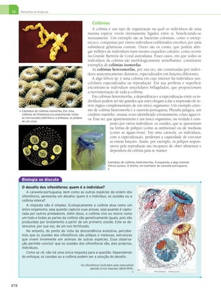 13     Relações ecológicas


                                                                       Colônias
                                                                      A colônia é um tipo de organização na qual os indivíduos de uma
                                                                   mesma espécie vivem intimamente ligados entre si, beneficiando-se
                                                                   mutuamente. Um exemplo são as bactérias coloniais, como o estrep-
                                                                   tococo, compostas por vários indivíduos enfileirados envoltos por uma
                                                                   substância gelatinosa comum. Outro são os corais, que podem abri-
                                                                   gar milhões de indivíduos num mesmo esqueleto calcário, como ocorre
                                                                   na Grande Barreira de Coral australiana. Esses casos, em que todos os
                                                                   indivíduos da colônia são morfologicamente semelhantes, constituem
                                                                   exemplos de colônias isomorfas.
                                                                      As colônias heteromorfas, por sua vez, são constituídas por indiví-
                                                                   duos anatomicamente distintos, especializados em funções diferentes.
                                                                      A alga Volvox sp. é uma colônia em cujo interior há indivíduos uni-
                                                                   celulares especializados na reprodução. Em sua periferia e superfície
                                                                   encontram-se indivíduos unicelulares biflagelados, que proporcionam
                                                                   a movimentação de toda a colônia.
                                                                      Em colônias heteromorfas, a dependência e a especialização entre os in-
                                                                   divíduos podem ser tão grandes que estes chegam a dar a impressão de se-
                                                                   rem órgãos complementares de um único organismo. Um exemplo extre-
                E
                 xemplos de colônias isomorfas. Em cima,          mo de colônia heteromorfa é a caravela-portuguesa, Physalia pelagica, um
            




                colônias de Streptococcus pneumoniae vistas        cnidário marinho, muitas vezes identificado erroneamente como água-vi-
                ao microscópio eletrônico, e embaixo, os pólipos   va. Esse ser, que aparentemente é um único organismo, na verdade é com-
                de um coral.
                                                                                   posto por vários indivíduos: os zooides, que se apresentam
                                                                                   na forma de pólipos (como as anêmonas) ou de medusas
                                                                                   (como as águas-vivas). Em uma caravela, os indivíduos,
                                                                                   com a especialização, perderam a capacidade de executar
                                                                                   as outras funções. Assim, por exemplo, os pólipos respon-
                                                                                   sáveis pela reprodução são incapazes de obter alimentos e
                                                                                   dependem da colônia para se manter.

                                                                                    Exemplos de colônias heteromorfas. À esquerda, a alga colonial
                                                                                    Volvox aureus. À direita, um exemplar de caravela-portuguesa.
                                                                                    


                Biologia se discute
                O desafio dos sifonóforos: quem é o indivíduo?
                   A caravela-portuguesa, bem como as outras espécies da ordem dos
                sifonóforos, apresenta um desafio: quem é o indivíduo, os zooides ou a
                colônia inteira?
                   A resposta não é simples. Ecologicamente a colônia atua como um
                único organismo, seja quando captura suas presas, seja quando é captu-
                rada por outros predadores. Além disso, a colônia vive ou morre como
                um todo e todas as partes da colônia são geneticamente iguais, pois são
                produzidas por brotamento a partir de um primeiro zooide. Este se de-
                senvolve, por sua vez, de um ovo fertilizado.
                   No entanto, do ponto de vista da descendência evolutiva, percebe-
                mos que os zooides dos sifonóforos são pólipos e medusas, estruturas
                que vivem livremente em animais de outras espécies. Essa observa-
                ção permite concluir que os zooides dos sifonóforos são, eles próprios,
                indivíduos.
                   Como se vê, não há uma única resposta para a questão. Dependendo
                do enfoque, os zooides ou a colônia podem ser a solução do desafio.

                                                              Os sifonóforos ilustrados pelo naturalista
                                                                      alemão Ernst Haeckel (1834-1919).
                                                                                                       



      272




3P_EMB3_LA_U03_C13_268A287.indd 272                                                                                                                  26.10.09 17:21:04
 