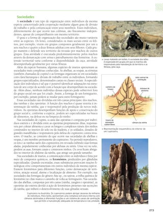 Sociedades
              A sociedade é um tipo de organização entre indivíduos da mesma
           espécie caracterizado pela cooperação mediante algum grau de divisão
           de trabalho e pela comunicação entre seus membros. Esses indivíduos,
           diferentemente do que ocorre nas colônias, são fisicamente indepen-
           dentes, apesar de compartilharem um mesmo território.
              O grau e a forma de organização das sociedades são muito variáveis
           entre as espécies. Os leões, considerados os mais sociais entre os feli-
           nos, por exemplo, vivem em grupos compostos geralmente por um a
           seis machos e quatro a doze fêmeas adultas com seus filhotes. Cada gru-
           po mantém e defende seu território da invasão por machos de outros
           grupos. Essa atividade é executada predominantemente pelos machos
           através da demarcação com urina e patrulhamento das fronteiras. A ex-
                                                                                                         L
                                                                                                          eoas matando um búfalo. A sociedade dos leões




                                                                                                     
           tensão territorial varia conforme a disponibilidade da caça, atividade                        é organizada em grupos em que os machos são
           desempenhada geralmente por várias fêmeas.                                                    responsáveis pela manutenção do território e as
              Além da espécie humana, algumas espécies de insetos apresentam as                          fêmeas, pela caça.
           sociedades mais complexas conhecidas. As abelhas, as vespas, as térmitas
           (também chamadas de cupins) e as formigas organizam-se em sociedades
           com clara hierarquia e divisão de trabalho entre os indivíduos, formando                                                       duto central de
                                                                                                                                            ventilação
           grupos especializados, denominados castas ou classes sociais. A especiali-
           zação dos indivíduos é tal que é possível identificar adaptações na estru-
           tura de seu corpo de acordo com a função que desempenham na socieda-                            canteiro de
                                                                                                                                               estoque de
                                                                                                             fungos
           de. Além disso, nenhum indivíduo dessas espécies pode sobreviver fora                                                                alimento
           do grupo social em que foi criado. Assim, a formiga de um formigueiro,
           por exemplo, jamais poderá se mudar para outro formigueiro.
              Essas sociedades são divididas em três castas principais: dos machos,
           das rainhas e das operárias. A função dos machos é quase restrita à in-
           seminação da rainha, que é responsável pela produção de novos indi-
           víduos. As operárias desempenham funções de apoio e conservação do
           grupo social e, conforme a espécie, podem ser especializadas na busca
           de alimentos, na defesa ou na limpeza do ninho.
              Nas sociedades de cupins, a casta das operárias é composta por indiví-                      túneis de
                                                                                                          passagem
           duos estéreis e é dividida entre as operárias propriamente ditas, responsá-                   subterrânea
                                                                                                                                       câmara da rainha

           veis por coletar alimento e cavar os longos e complexos túneis dos ninhos
           construídos no interior do solo ou da madeira, e os soldados, dotados de                      R
                                                                                                          epresentação esquemática do interior de
                                                                                                     




                                                                                                         um cupinzeiro.
           grandes mandíbulas e responsáveis pela defesa do cupinzeiro contra inva-
           sores. O macho, ao contrário do que ocorre nas sociedades de abelhas e
           vespas, é um membro permanente do cupinzeiro. No período reprodutivo,
           os reis e as rainhas saem dos cupinzeiros em revoada exibindo suas formas
           aladas, popularmente conhecidas por aleluias ou siriris. Uma vez no solo,
           perdem as asas, formam casais e constroem ninhos. Os ovos ficam abriga-
           dos no interior do abdome da rainha, que atinge um grande tamanho.
              Nas sociedades de insetos, a comunicação entre os indivíduos é feita por
           meio de compostos químicos, os feromônios, produzidos por glândulas
           especializadas. Quando excretadas, essas substâncias provocam reações fi-
           siológicas e/ou comportamentais em outros indivíduos da mesma espécie.
           Existem feromônios para diferentes funções, como demarcação de terri-
           tórios, atração sexual, alarme e localização de alimento. Por exemplo, nas
           sociedades das formigas do gênero Atta sp., ou saúvas, a trilha química de
           feromônio no chão marca o caminho de volta ao formigueiro. Nas socieda-
           des das abelhas, compostas por três castas (rainha, zangãos e operárias), as
           operárias são estéreis devido à ação de feromônios presentes nas secreções
           da rainha, que inibem o desenvolvimento de suas gônadas sexuais.
                       Cupinzeiro na Austrália. Os cupinzeiros podem abrigar dezenas de milhares
                         de indivíduos. Para tanto, apresentam uma complexa estrutura interna com
                      câmaras destinadas a diferentes funções e um sistema de canais de ventilação
                                que permite a manutenção adequada da temperatura e da umidade.
                                                                                                


                                                                                                                                                            273




4P_EMB3_LA_U03_C13_268A287.indd 273                                                                                                                    29.10.09 14:16:46
 